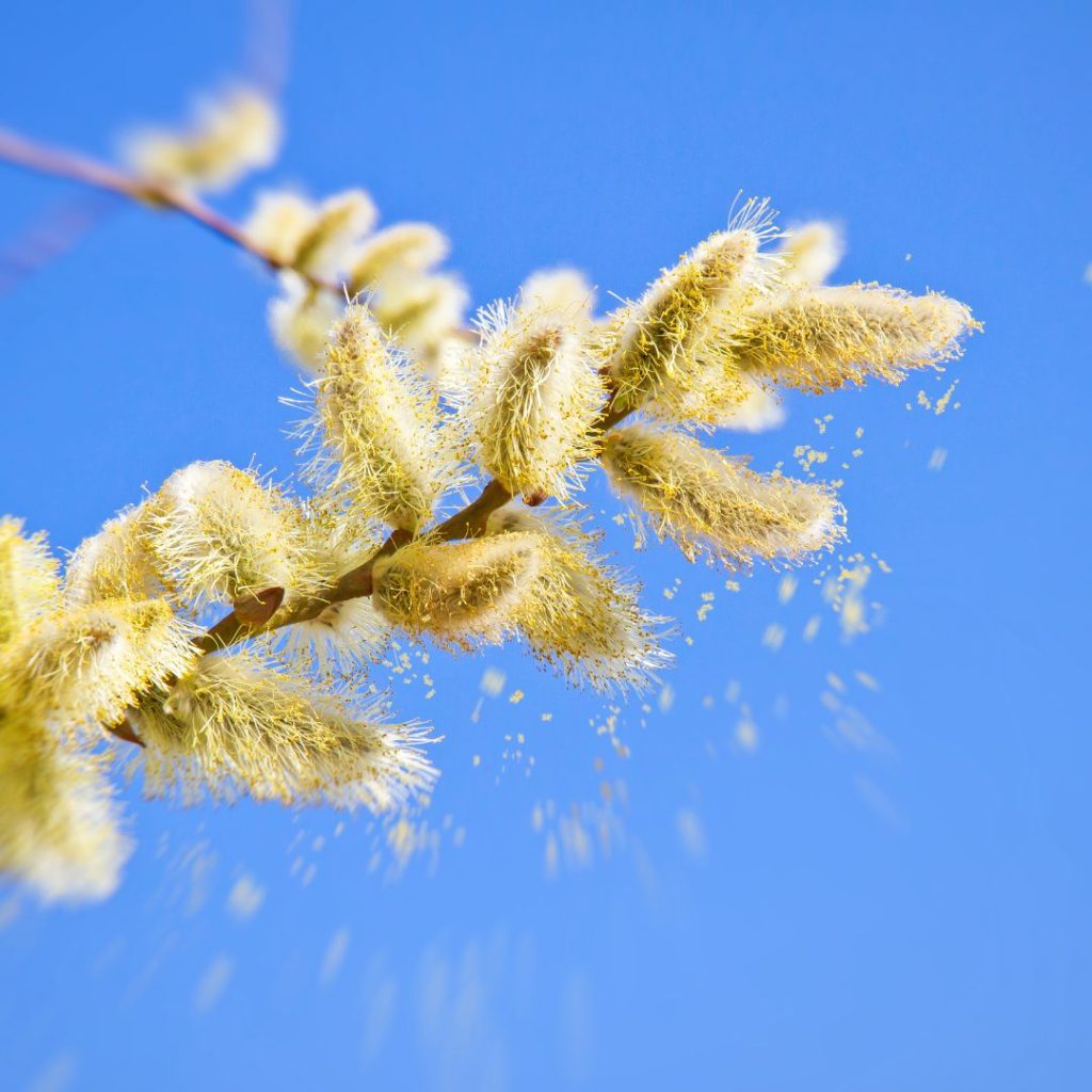 Allergia Primaverile